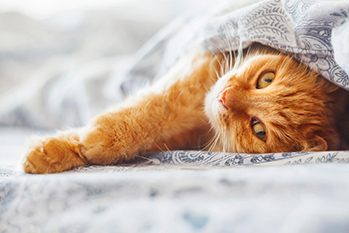 How to Change Your Cat’s Nighttime Habits So You Can Sleep