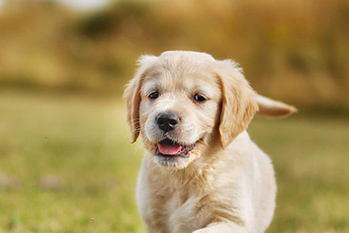 Puppy Teething Survival Tips